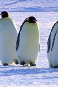 Snow Chick: A Penguin’s Tale