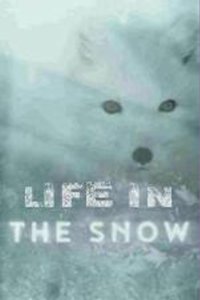 Life in the Snow