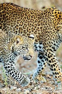 Kingdom Season 1 Episode 1