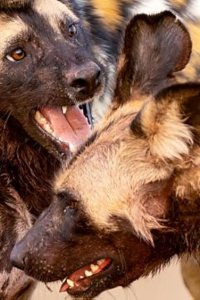 Kingdom Season 1 Episode 5