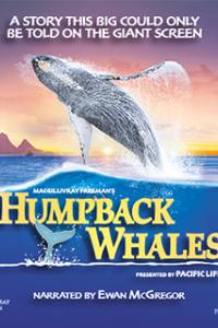 Humpback Whales