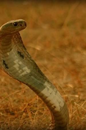 Stan Lee's Superhumans