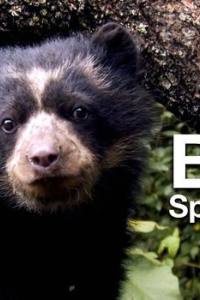 Bears: Spy in the Woods